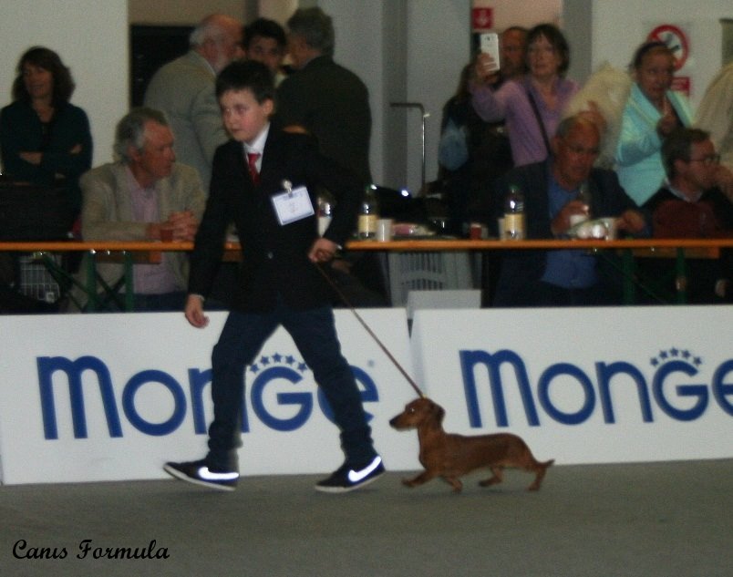 Junior Handler Ferrara